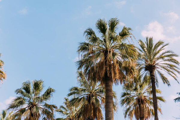 lush palm trees on blue sky background, lbarcelona, spain