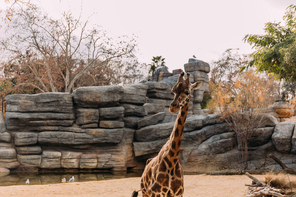 funny giraffe walking in zoological park, barcelona, spain