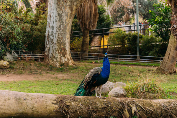 beautiful peacock on tree trunk in zoological park, barcelona, spain