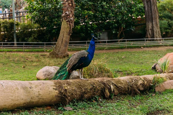 動物公園 バルセロナ スペインの木の幹の美しい孔雀 — ストック写真