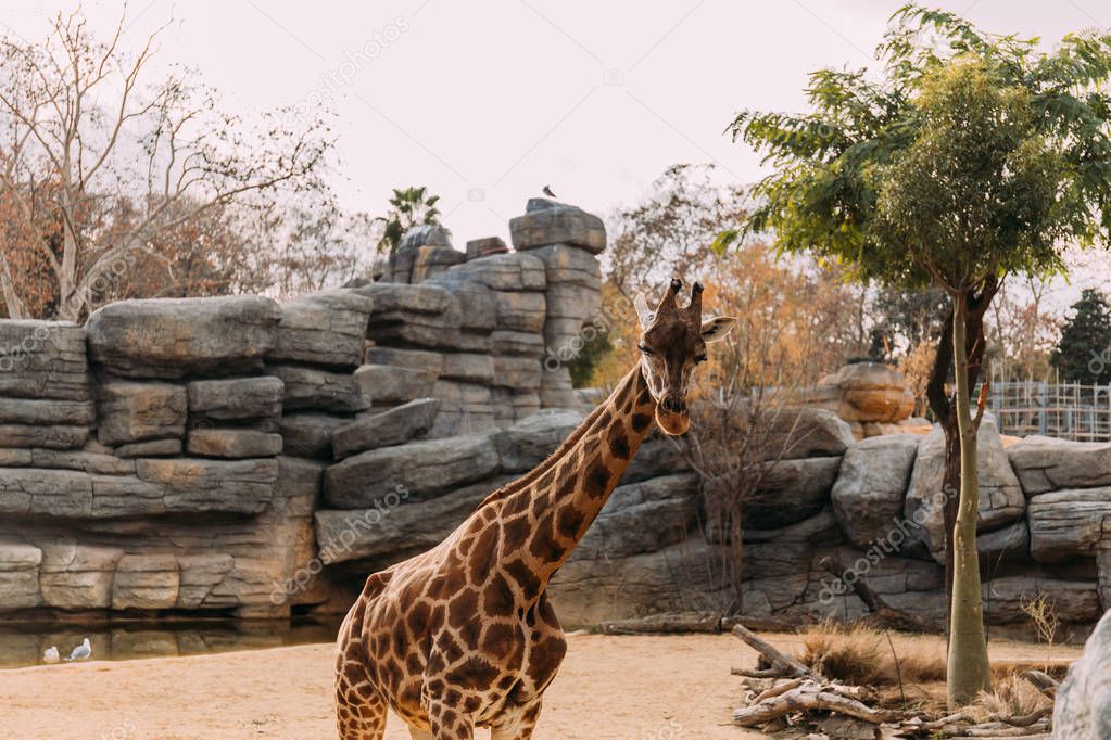 funny giraffe walking in zoological park, barcelona, spain