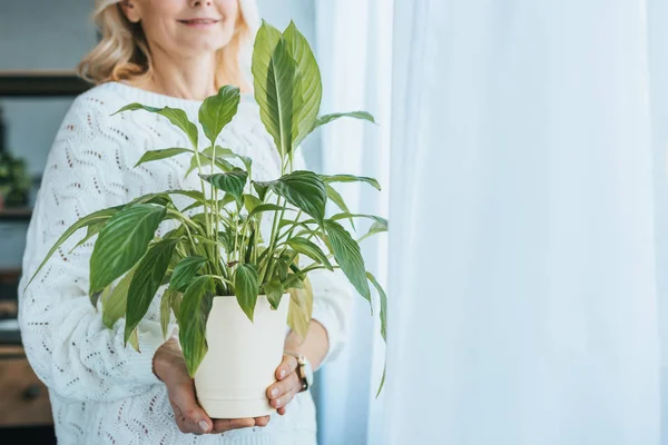Cropped View Cheerful Woman Holding Green Plant — Stock Photo, Image