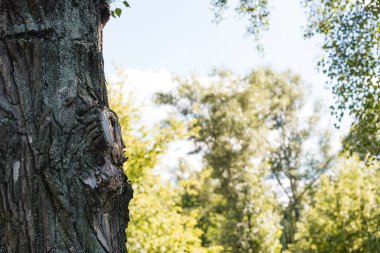 Mavi gökyüzü ile huzurlu park içinde ağaç seçici odak