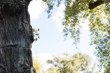 Mavi gökyüzü ile huzurlu Park yeşil yaprakları ile ağaç seçici odak