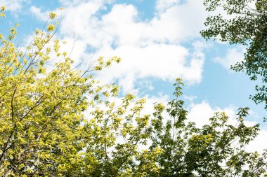 Şube Park yeşil yaprakları ile düşük açılı görünüş 