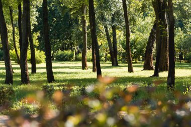 ağaçların huzurlu Park yeşil yaprakları ile seçici odak