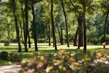 Sakin Park yeşil yaprakları ile ağaç seçici odak