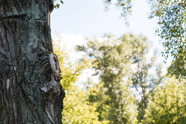 селективный фокус дерева в мирном парке с голубым небом
