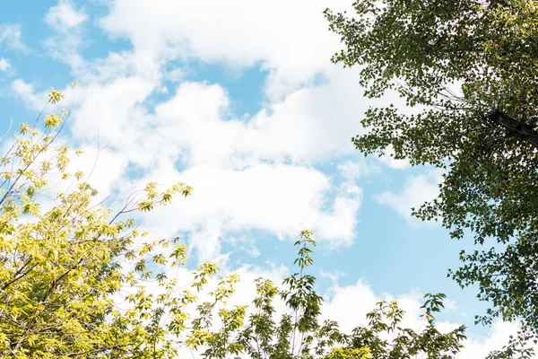 low angle view of twigs with green leaves in park 