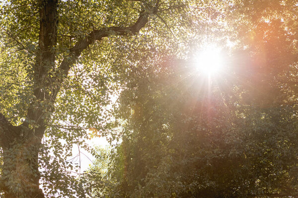 низкоугольный вид на солнце сквозь дерево с зелеными листьями в парке
 
