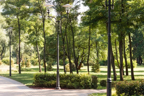 street lights in park with green leaves on tree branches