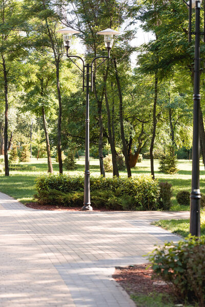 фонари в парке с зелеными листьями на ветках деревьев
 