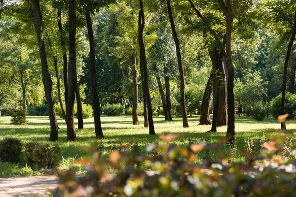 Sakin Park Yeşil Yaprakları Ile Ağaç Seçici Odak — Stok fotoğraf