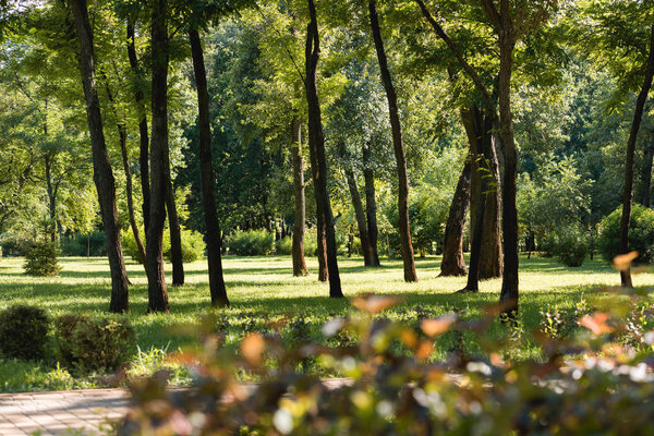 селективный фокус деревьев с зелеными листьями в спокойном парке
