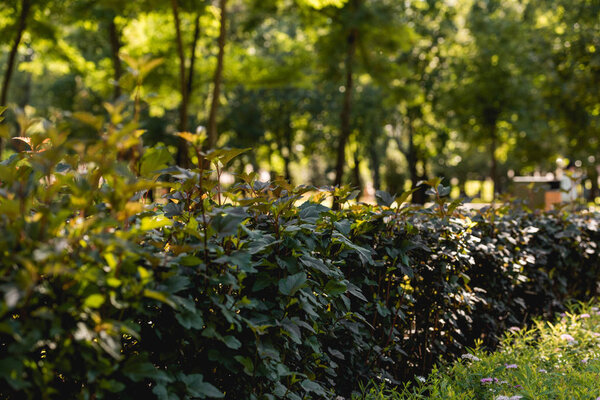 selective focus of sunshine on green leaves in peaceful park 