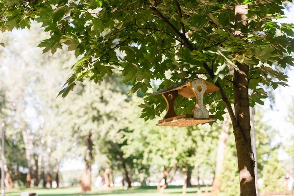 Luz Sol Árvore Com Folhas Verdes Alimentador Pássaros Madeira — Fotografia de Stock