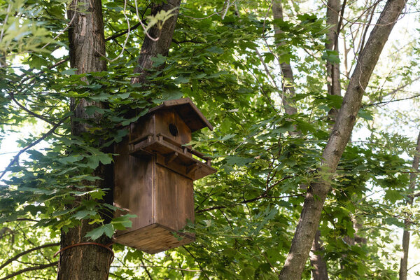 wooden bird feeder on tree in green peaceful park 