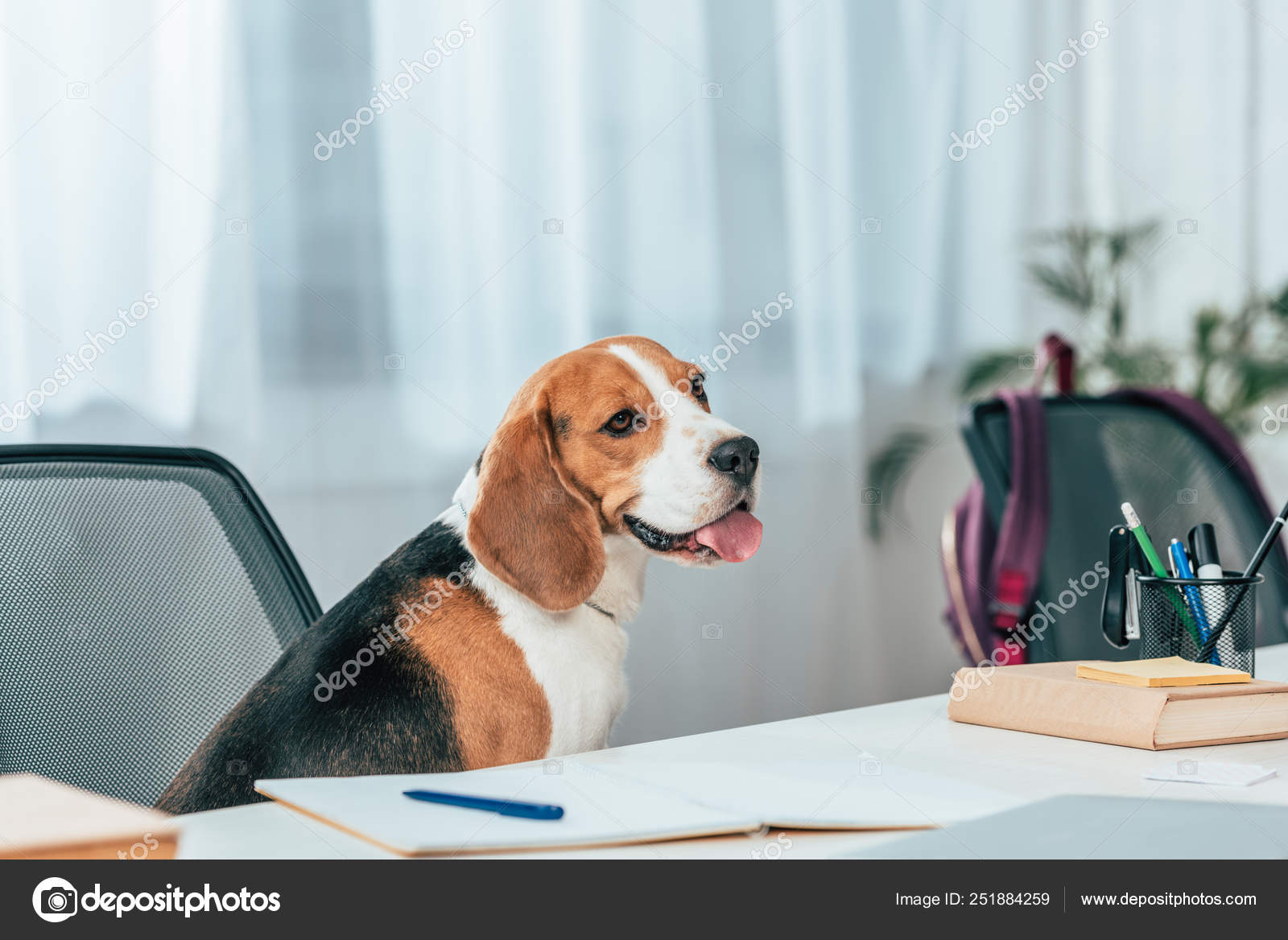 Beagle Dog Sitting Chair Desk Books Notebook Stock Photo
