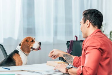 Masada okurken neşeli öğrenci Beagle köpek bakıyor