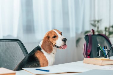 Beagle köpek sandalye üzerinde masada kitap ve defter ile oturuyor