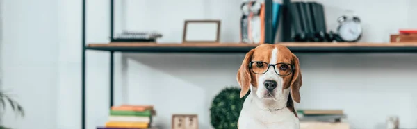 Panorâmica Tiro Cão Beagle Óculos Olhando Para Câmera — Fotografia de Stock