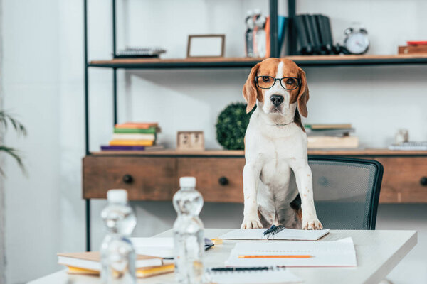 Beagle dog in glasses on chair at table with notebooks