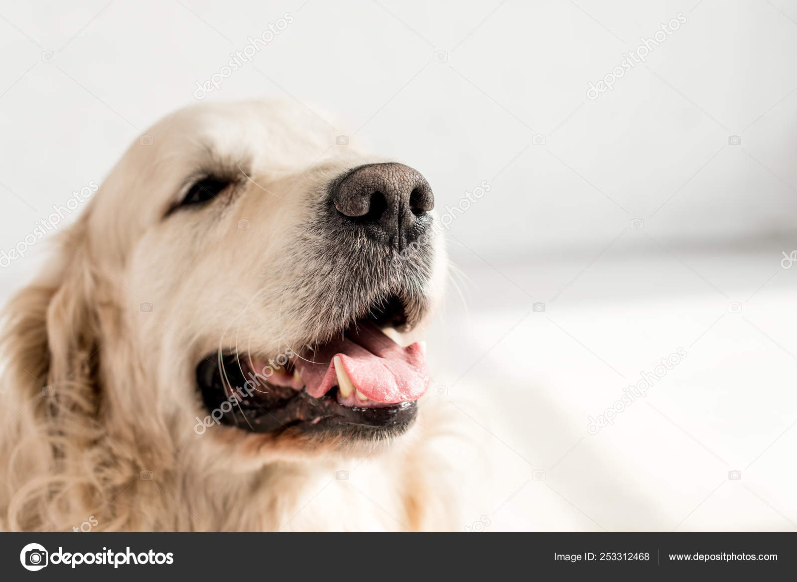 golden retriever muzzle