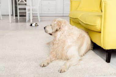 şirin golden retriever yerde yatarken ve uzak mutfakta arıyorsunuz 