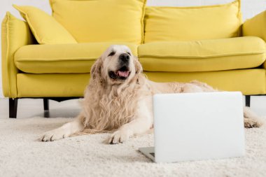 Daire içinde laptop ile yerde yatarken şirin altın geri almak  