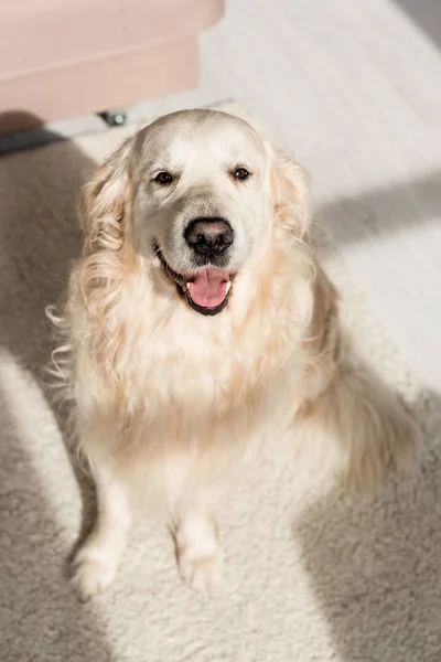 Söt Golden Retriever Sitter Golvet Och Tittar Kameran — Stockfoto