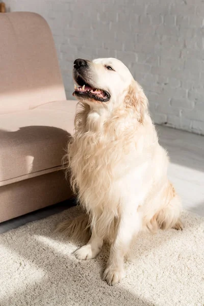 Cute Golden Retriever Sitting Floor Looking — Stock Photo, Image