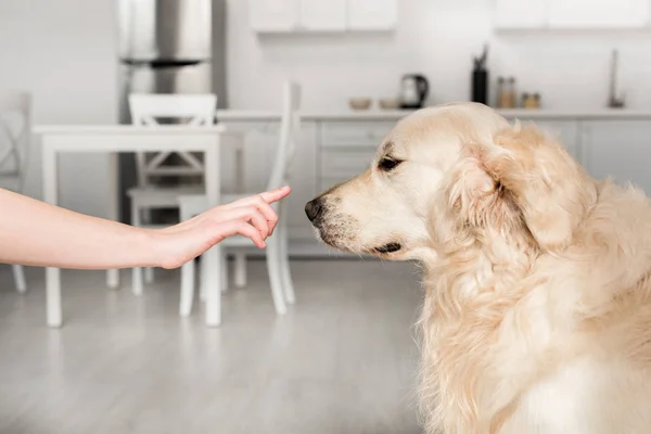 妇女训练可爱的金毛猎犬在厨房的侧视图 — 图库照片