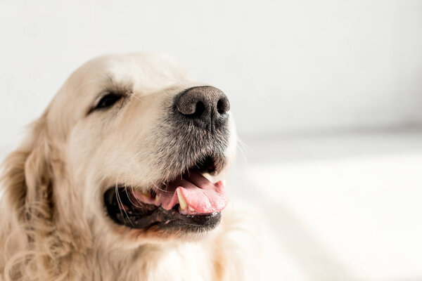 muzzle of funny and cute, adorable golden retriever in apartment 