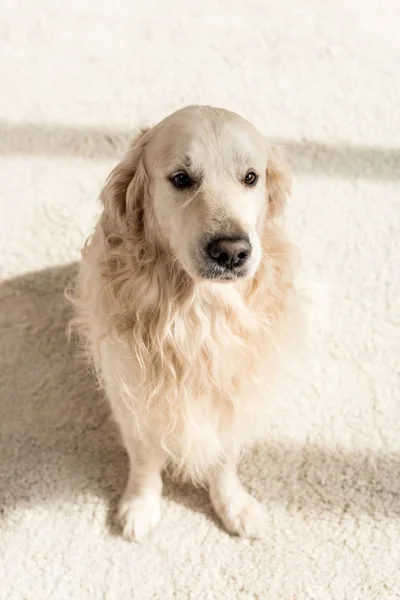 Cute Golden Retriever Sitting Floor Looking Away — Stock Photo, Image