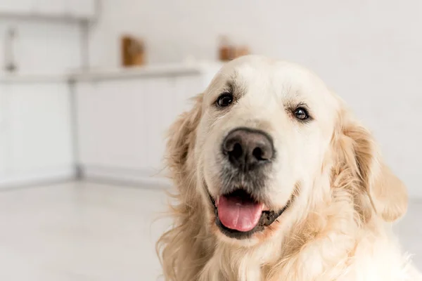 Funny Adorable Cute Golden Retriever Looking Camera — Stock Photo, Image