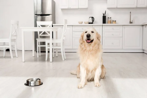 Lindo Golden Retriever Sentado Suelo Con Cuenco Metal Mirando Hacia — Foto de Stock