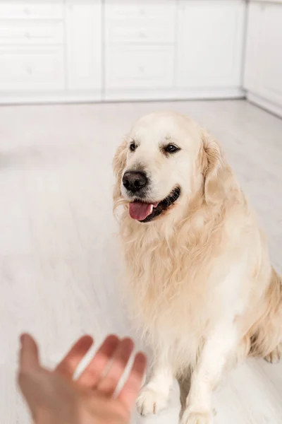 Selective Focus Woman Outstretched Hand Cute Golden Retriever Kitchen — Stock Photo, Image