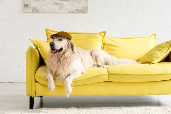 Söt Golden Retriever Liggande Ljusa Gula Soffa Cap Och Glasögon — Stockfoto