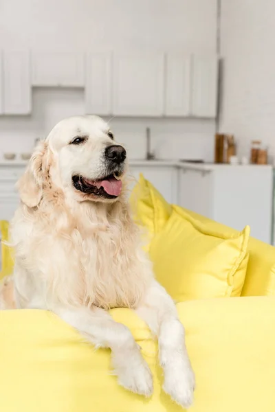 Lindo Golden Retriever Acostado Sofá Amarillo Mirando Hacia Otro Lado — Foto de Stock