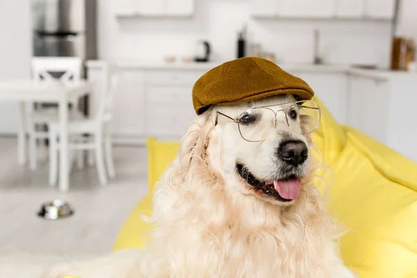 Ładny Złoty Pies Myśliwski Czapkę Okulary Leżącego Patrząc Hotelu — Zdjęcie stockowe