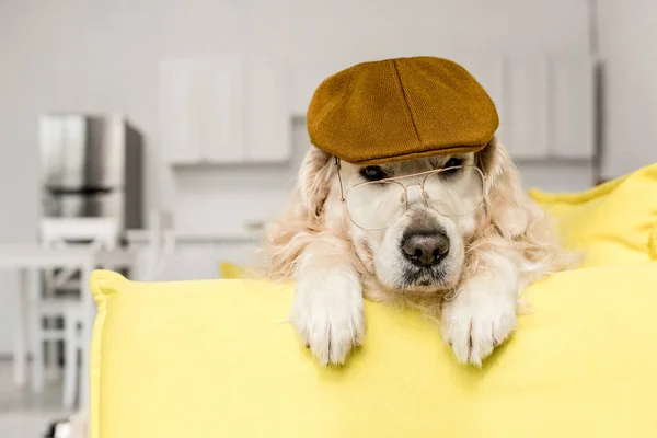 Söt Golden Retriever Cap Och Glasögon Liggande Och Tittar Bort — Stockfoto