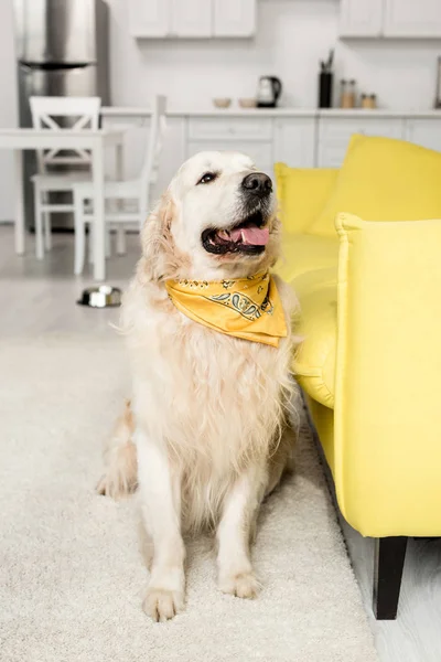 Cute Golden Retriever Bright Neckerchief Looking Apartment — Stock Photo, Image