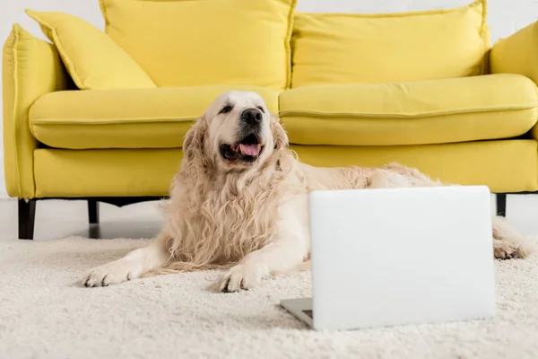 Ładny Pies Leżąc Podłodze Laptopa Mieszkaniu — Zdjęcie stockowe