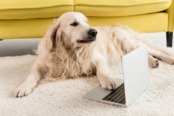 Cute Golden Retriever Lying Floor Laptop Apartment — Stock Photo, Image