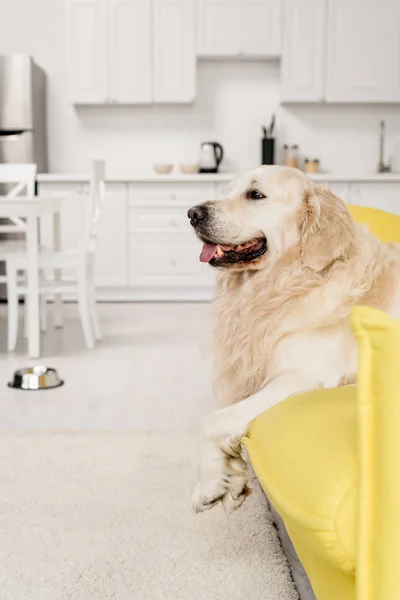 Side View Cute Golden Retriever Lying Yellow Sofa Apartment — Stock Photo, Image