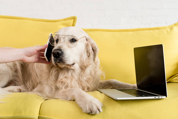 cropped view of woman holding smartphone and golden retriever in glasses lying on yellow sofa