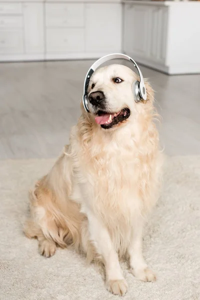 cute golden retriever listening music in headphones in apartment