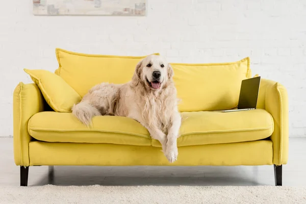 Cute golden retriever lying on yellow sofa with laptop in apartment — Stock Image Cute Golden Retriever Lying Yellow Sofa Laptop Apartment Stock Photo