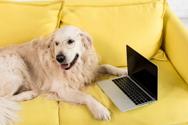 Cute golden retriever in glasses lying on yellow sofa with laptop in apartment — Stock Image Cute Golden Retriever Glasses Lying Yellow Sofa Laptop Apartment Stock Image