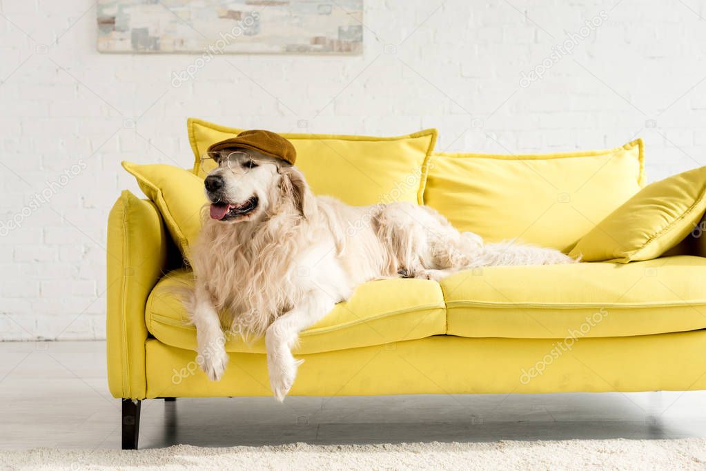 cute golden retriever lying on bright yellow sofa in cap and glasses